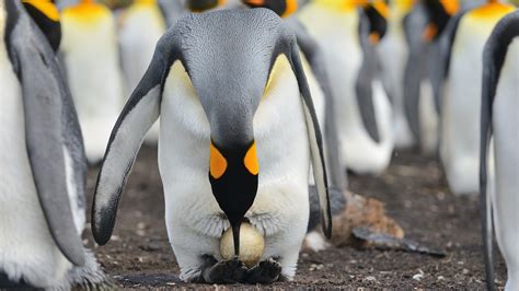 Penguin Laying Eggs