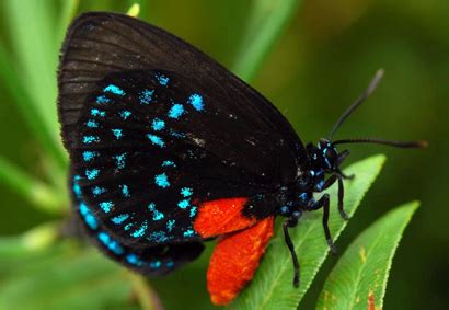 A Nearly Extinct Butterfly Makes a Comeback in South Florida