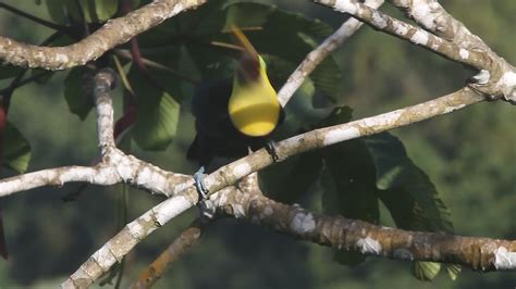 Yellow Throated Toucan Chestnut Mandibled Video Rio Magn Flickr