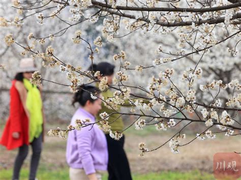 你好春天崇州道明：樱桃花开，繁盛如雪四川在线