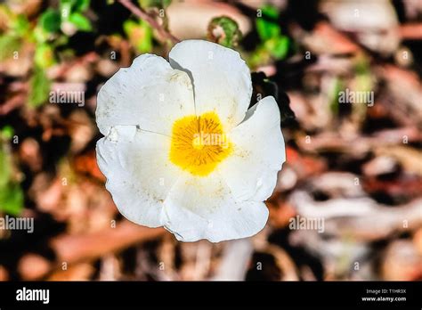 White Rockrose Flower In Mediterranean Spring Cistus Salviifolius