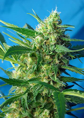 Barney's Farm "Pineapple Express" Feminized Autoflower Indica SEEDS