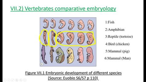 Use Of Embryology For Phylogeny And Atavism Youtube