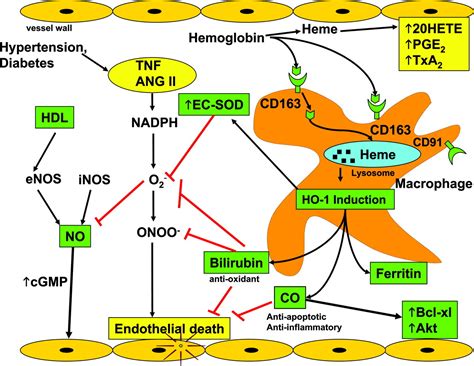 Cd163 Mediated Hemoglobin Heme Uptake Activates Macrophage Ho 1