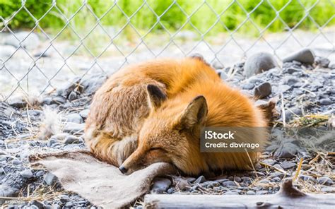 Red Fox Sleeping Stock Photo - Download Image Now - Animal, Animal Body ...