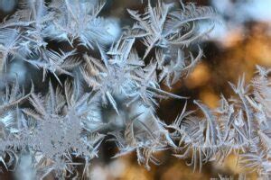 Exemples De Magnifiques Fleurs De Givre Ou Quand La Glace Fait De L