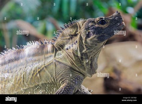 Philippine Sailfin Lizard Hydrosaurus Pustulatus Is An Oviparous