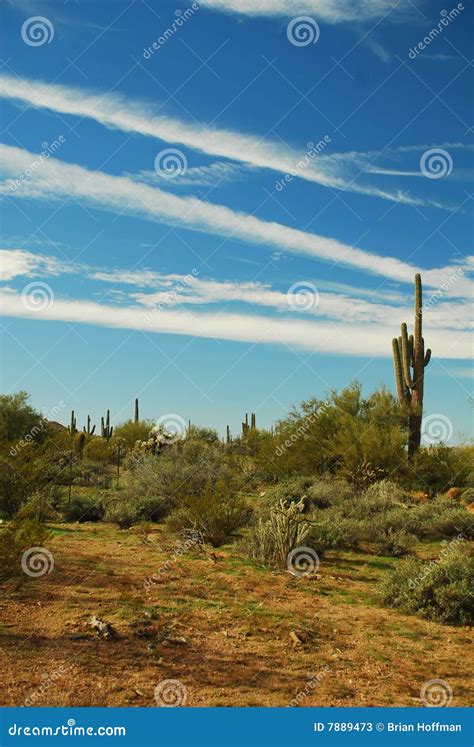 Saguaro Cactus Stock Image Image Of Endangered Arizona 7889473