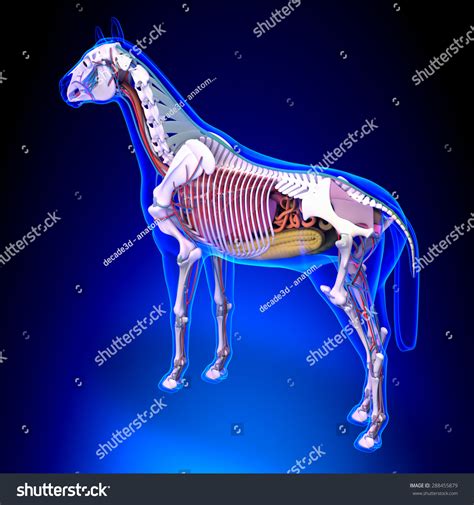 Horse Internal Organs Anatomy Stock Illustration 288455879 | Shutterstock