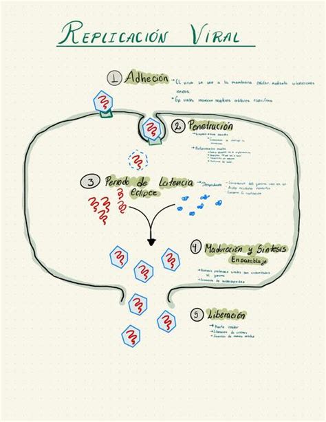 Replicación Viral Andrea Escobar uDocz