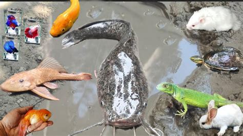 Tangkap Ikan Sapu Sapu Ikan Lele Jumbo Ikan Hias Ikan Cupang Koi