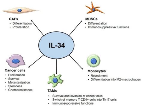 Cancers Free Full Text Targeted Therapy Of Interleukin 34 As A