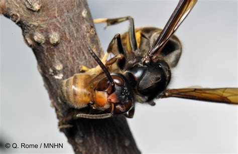 Frelon Asiatique Labeille Domestique Nest Pas La Seule Proie Du