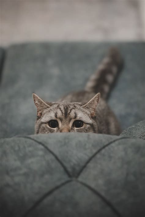 Cat Lying on a Couch and Playing with a Toy · Free Stock Photo