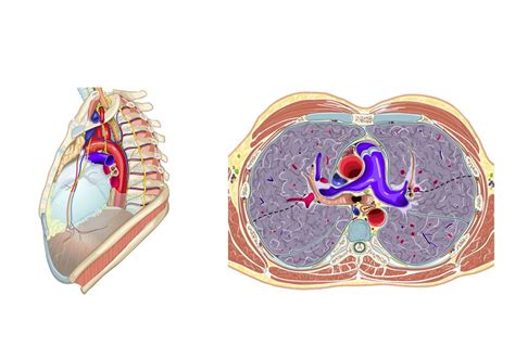 Mediastinum Anatomy