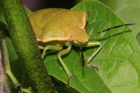 Nezara Viridula Chlorochroa Ligata BugGuide Net