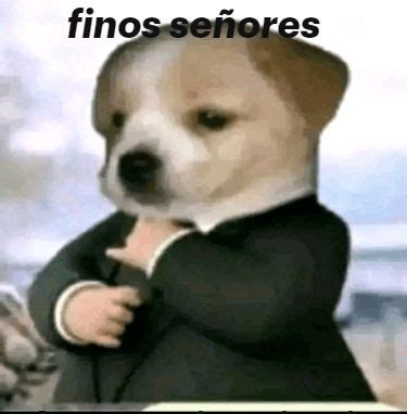 Fino señores Cute memes Funny images Business cat meme