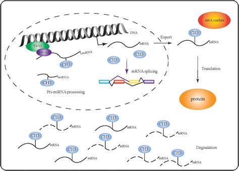 Frontiers The Biological Function Mechanism And Clinical