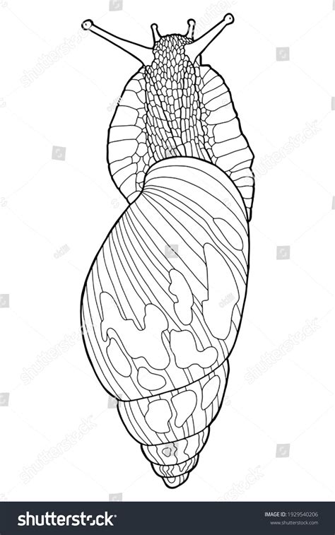 Hand Drawing Snail Coloring Page Original Stock Vector (Royalty Free ...