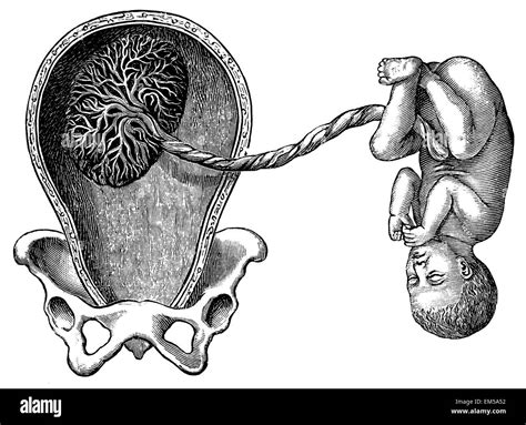 Placenta umbilical cord hi-res stock photography and images - Alamy