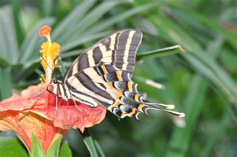 Papilio Pilumnus Mexican Swallowtail Photographed In The Flickr