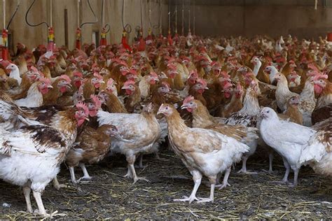 South Africa’s Chicken Meat Production To Increase In 2023 Poultry World