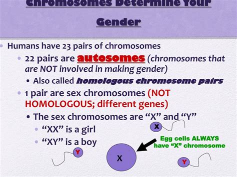 Ppt Karyotype And Genetic Disorders Powerpoint Presentation Free