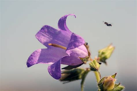 Nessel Glockenblume Bio Saatgut Syringa Samen Und Pflanzenshop