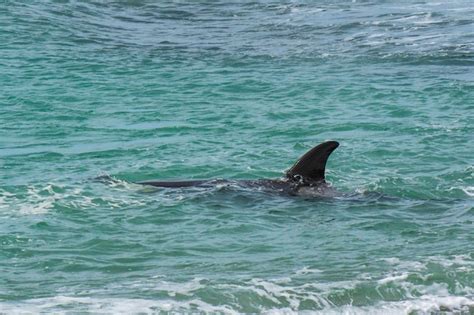 Orcas Cazando Leones Marinos Patagonia Argentina Foto Premium