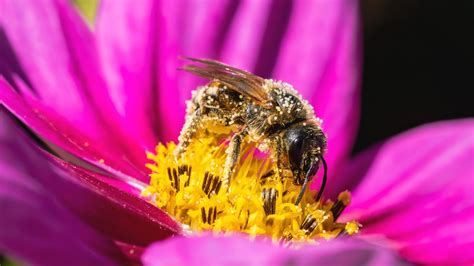 11 Types of Bees and How to Attract Them to Your Garden