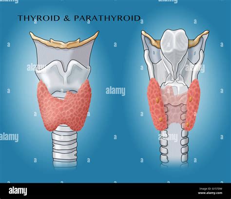 Thyroid And Parathyroid Gland