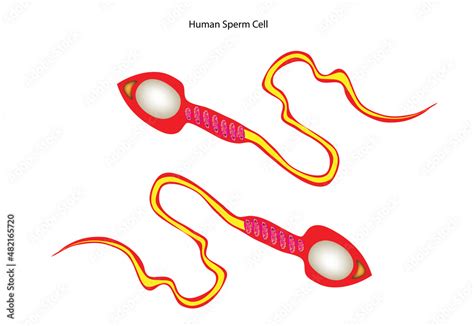 Human Sperm Cell Anatomy Stock Vector Adobe Stock