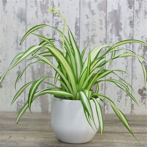 Chlorophytum Spider Plant Comosum Variegatum House Plant Tender Perennial House Plants Easy To