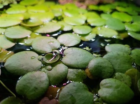 Dwarf Water Lettuce: Benefits, Size, and Flowering