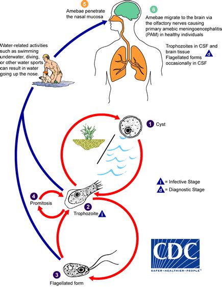 Cdc Dpdx Free Living Amebic Infections