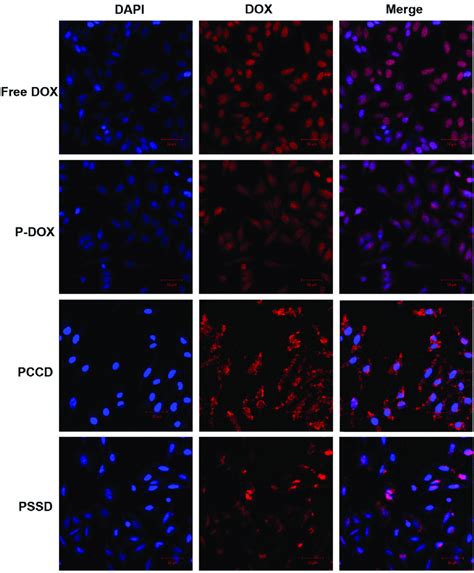 Clsm Images Of Hela Cells Incubated With Free Dox P Dox Pccd And Pssd