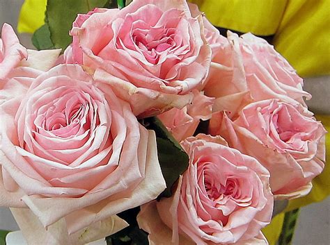 Andean Arabian Flowers: Garden or English roses - Pink O'hara