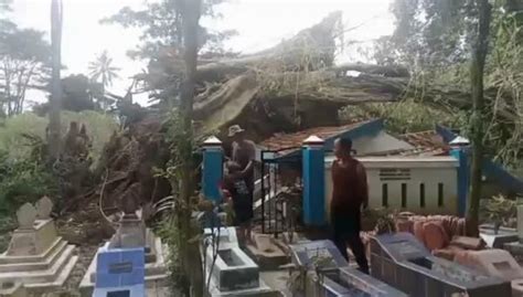 Pohon Beringin Berusia Tahun Di Cilacap Roboh Diterjang Angin