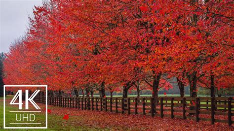 [3 HOURS] 4K Animated Screensaver with Soothing Music - Fall Foliage ...