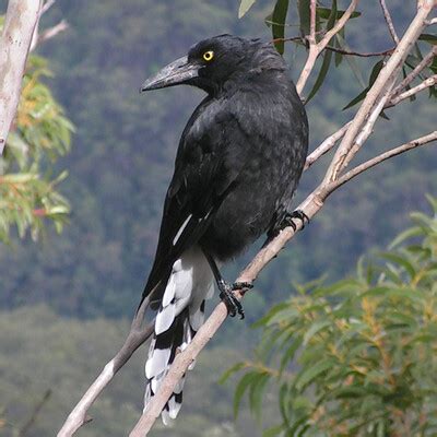 Pied Currawong (Strepera graculina) :: BirdWeather