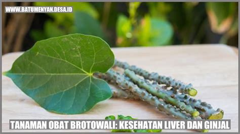 Tanaman Obat Brotowali Kesehatan Liver Dan Ginjal Batu Menyan