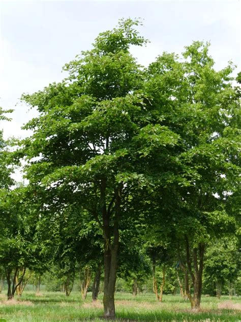 Fagus Sylvatica Common Beech European Beech Pepinierele Van Den Berk