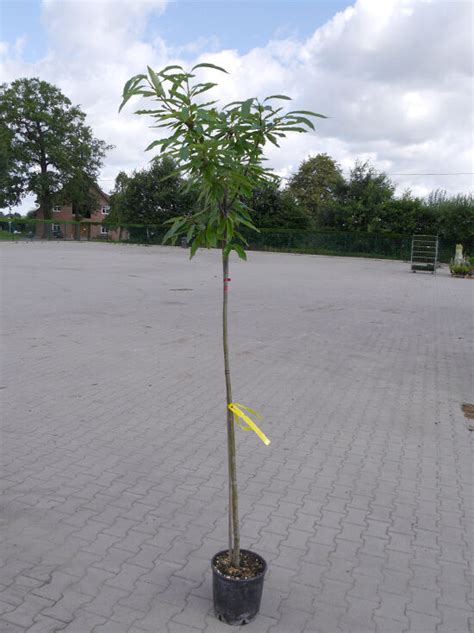 Esskastanie Doree De Lyon Castanea Sativa Doree De Lyon