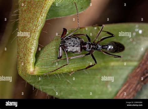 Adult Trap Jaw Ant Of The Genus Odontomachus Stock Photo Alamy