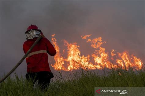 Duh 353 222 Hektare Hutan Dan Lahan Terbakar Sepanjang 2021 Ulasan Co