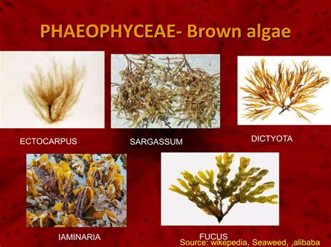 Algae General Characters And Classification PPT