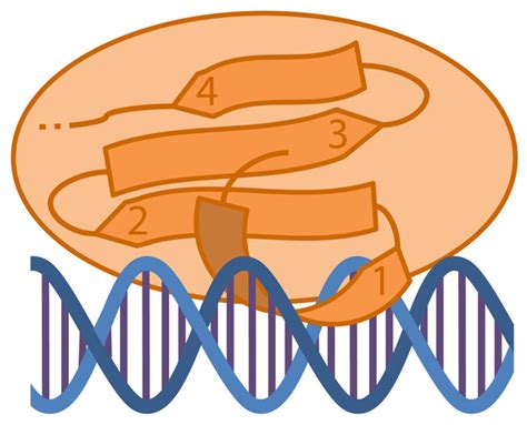 Diagram of a WRKY C-terminal domain interacting with the DNA. The ...