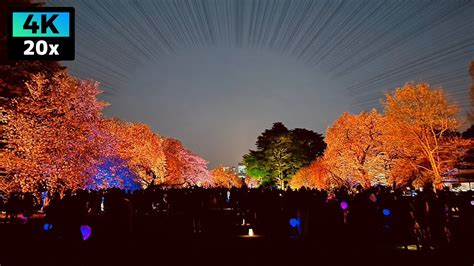 4K 夜桜ライトアップNAKED桜の新宿御苑2023を夜散歩 Shinjuku Gyoen 2023年4月 東京倍速散歩