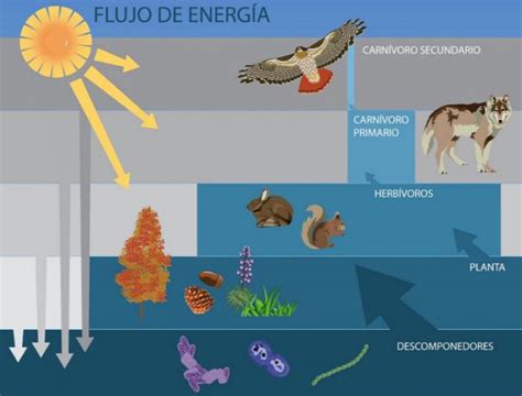 Ecosistema Qué es tipos y 101 ejemplos OVACEN