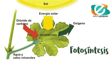 La Fotos Ntesis Gu A Para Aprender Sobre La Fotos Ntesis